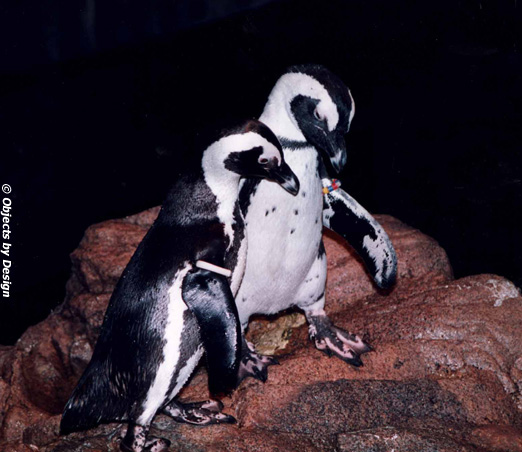 Penguin Companions